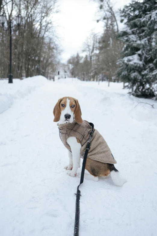 a beagle puppy in a tan coat, walking in the snow