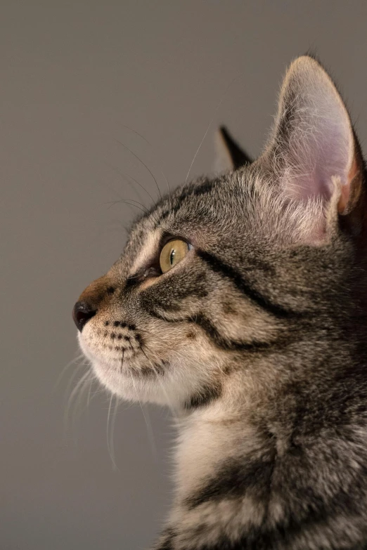 a cat with its eyes wide open looking away from the camera