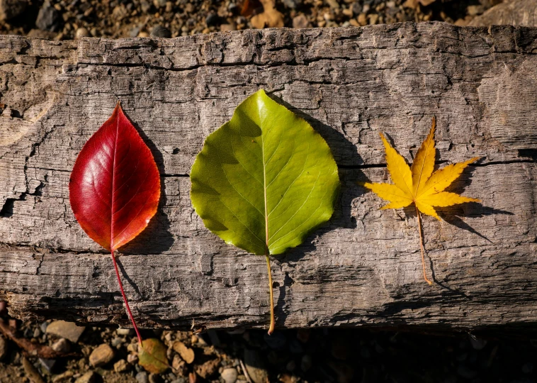 two different colored leaves on a wooden log