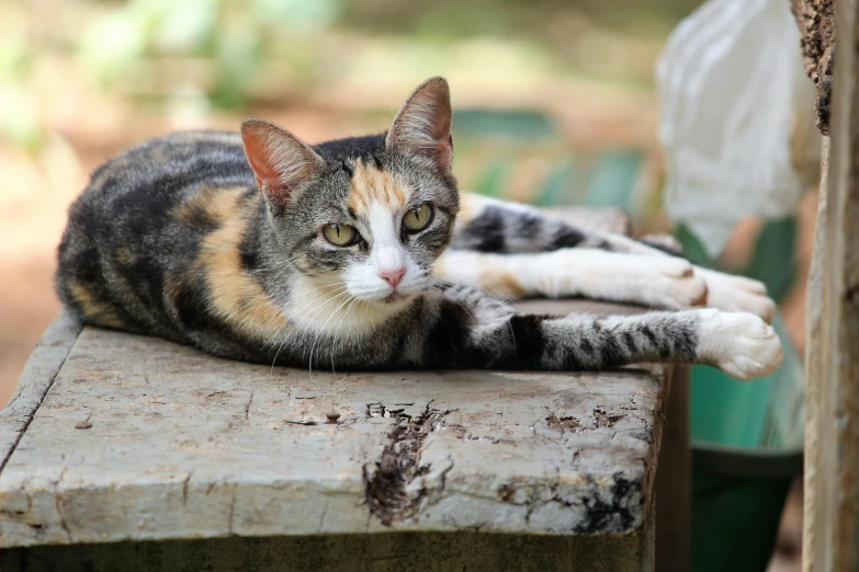 a cat that is laying down on a bench