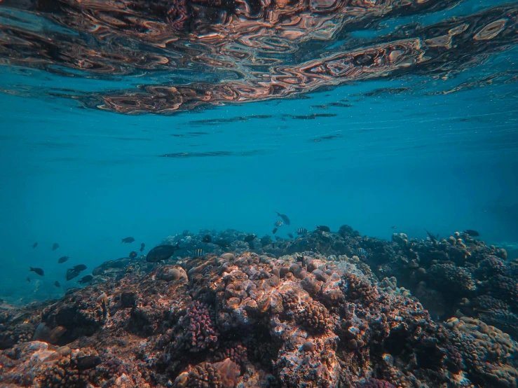 the ocean floor is full of various hard coral