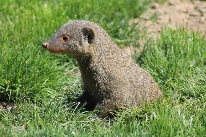 a brown animal that is sitting in the grass