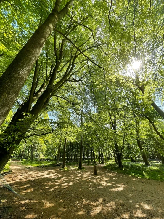 the sky is so bright that it can be seen through the trees