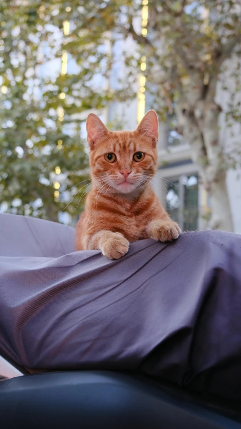 a cat with orange eyes sitting on the hood of a car