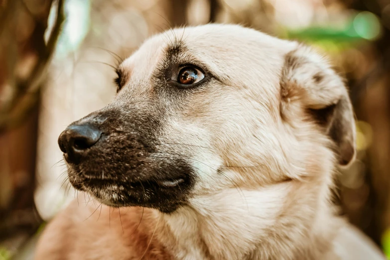 a close up po of a dog with a serious look on his face