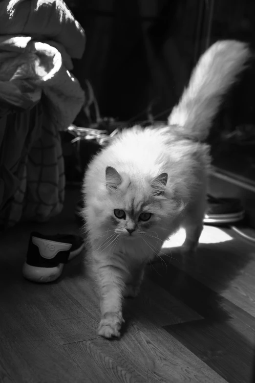 a long - haired white cat is walking around the room
