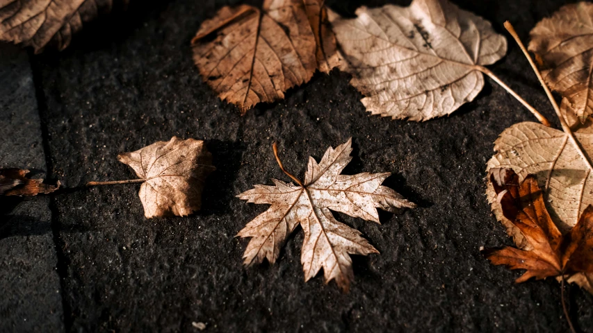 leaves on a street and asphalt are pictured