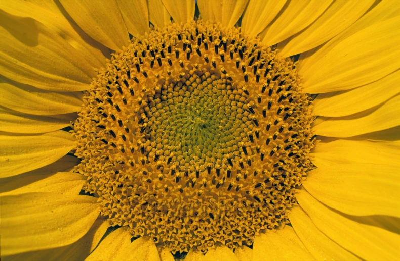 the center of a sunflower with many leaves on it