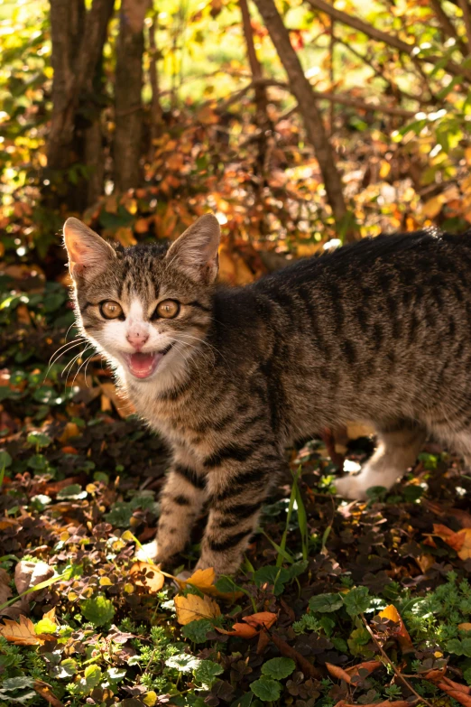 a cat with mouth open standing in the leaves