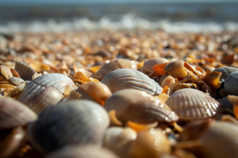 close up of several sea shells on sand near water