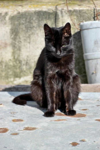 a black cat with the sun out on top of a cement area