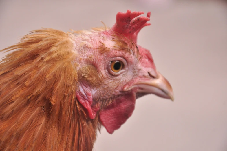 this is an image of a chicken with red hair