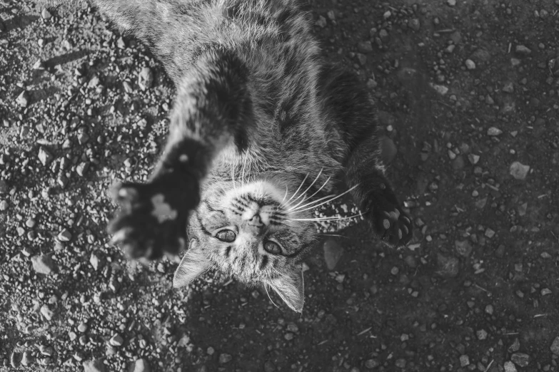 a cat laying on the ground looking up at soing