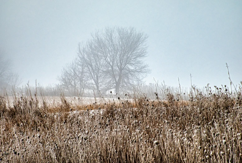 two trees standing in the middle of a field with tall grass