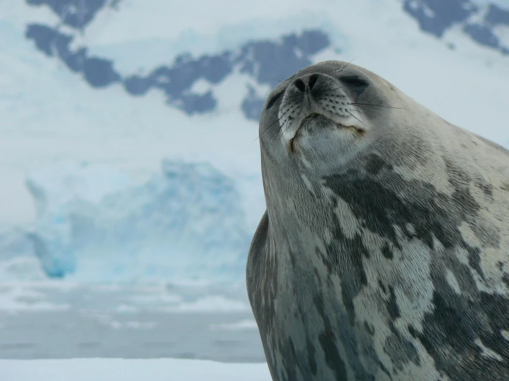 seal sitting on ice looking up in the snow