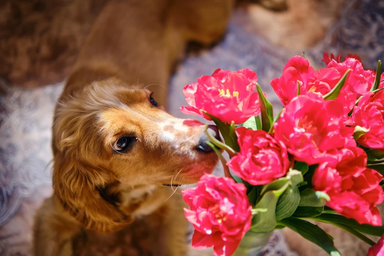 a dog sniffing a vase full of flowers