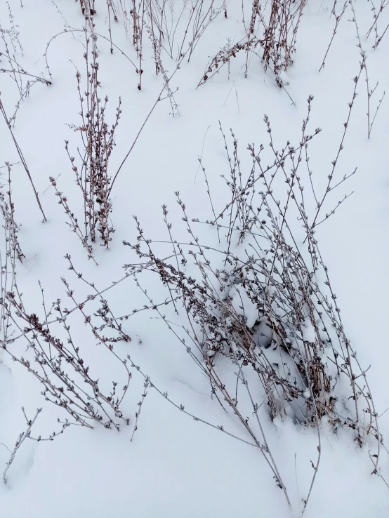 the tall trees and nches are covered in snow