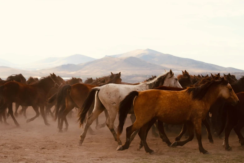 a heard of horses are running in the desert