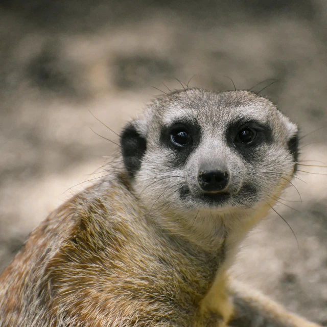 a gray and black animal that is looking at the camera