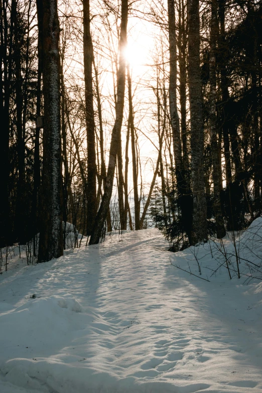 the sun is peeking over the horizon in the winter forest