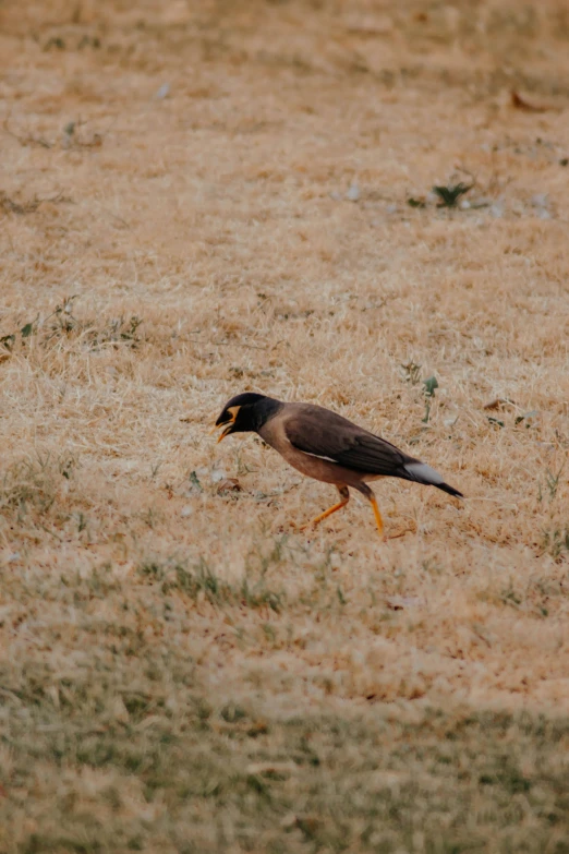 an african bird walks around in the brown grass