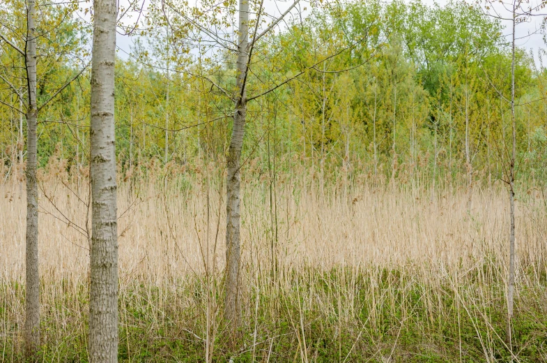 several trees near each other near some tall grass