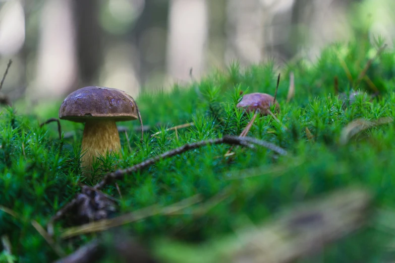 a mushroom sitting on the ground covered in grass