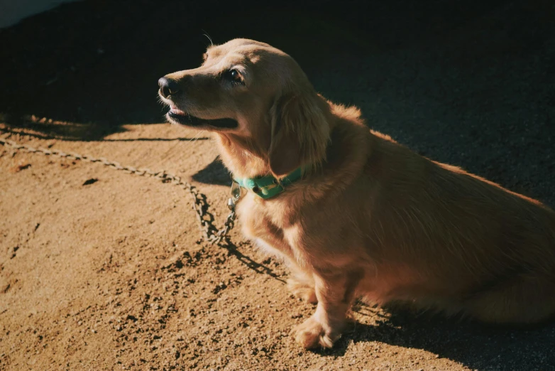 a small golden retriever sitting on a sandy floor