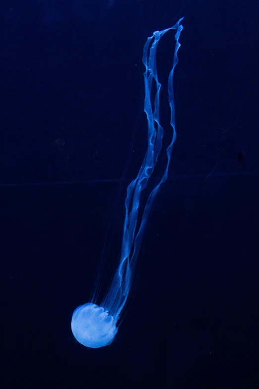 two white jelly like items floating in the water