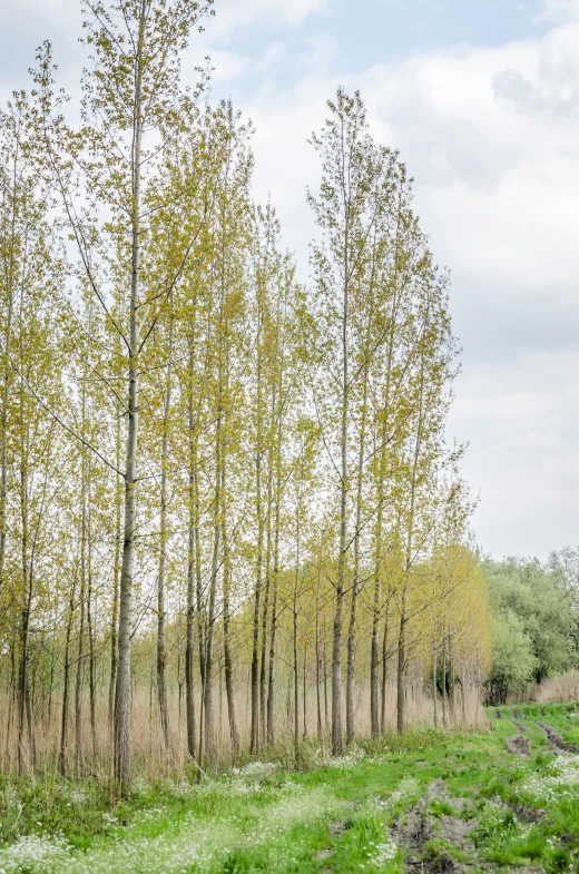 this is a po of an empty field by trees