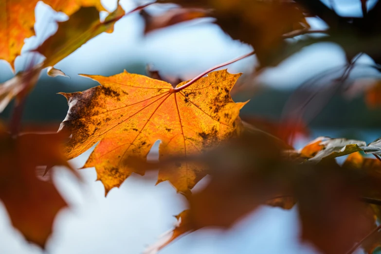 a bright orange leaf with yellow tips