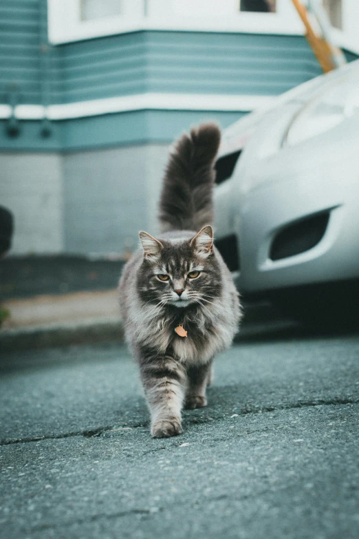 a cat that is walking across the pavement