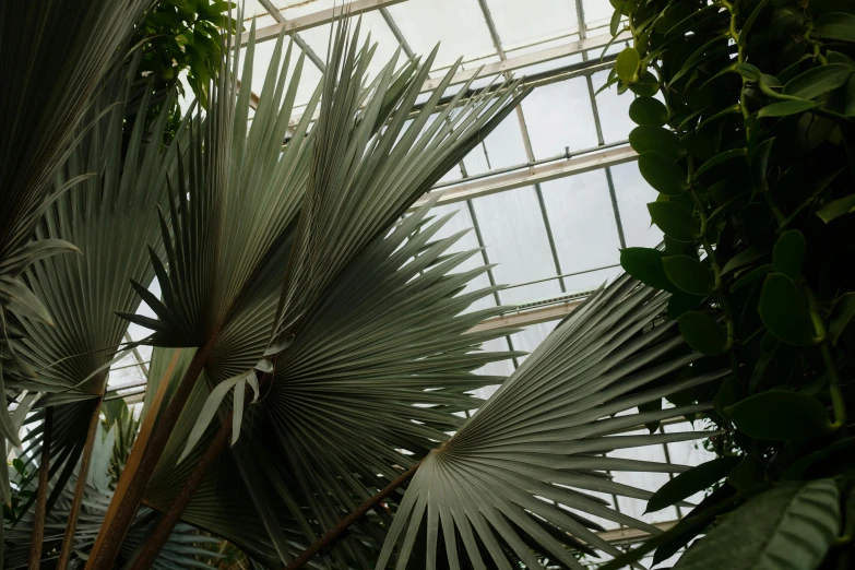 plants growing inside the ceiling of a tropical greenhouse