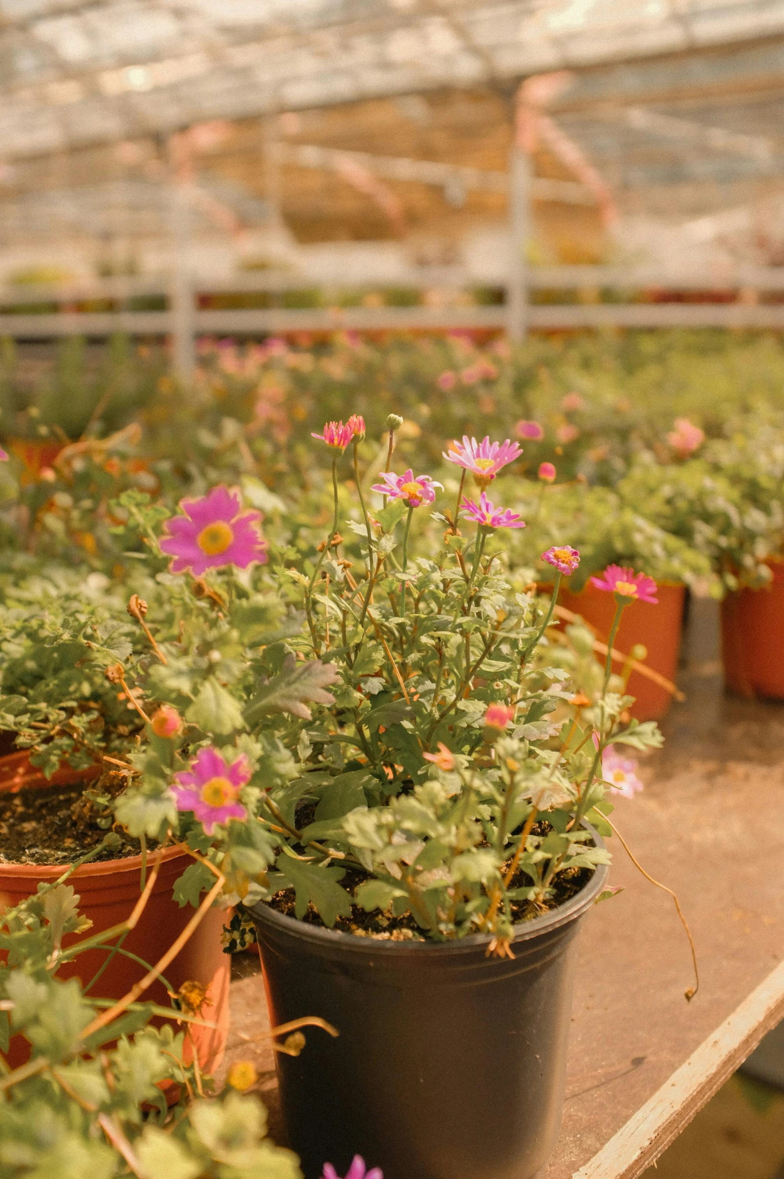 a couple of small pots filled with flowers