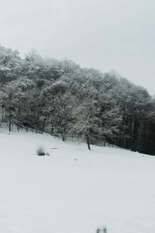 a tree covered mountain in a forest is shown