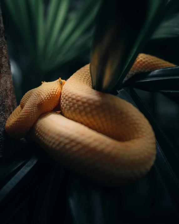 a closeup s of the head and neck of a yellow snake with its tongue curled