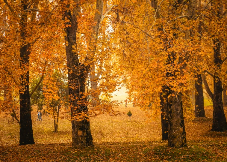 a woman walking through the woods during the autumn