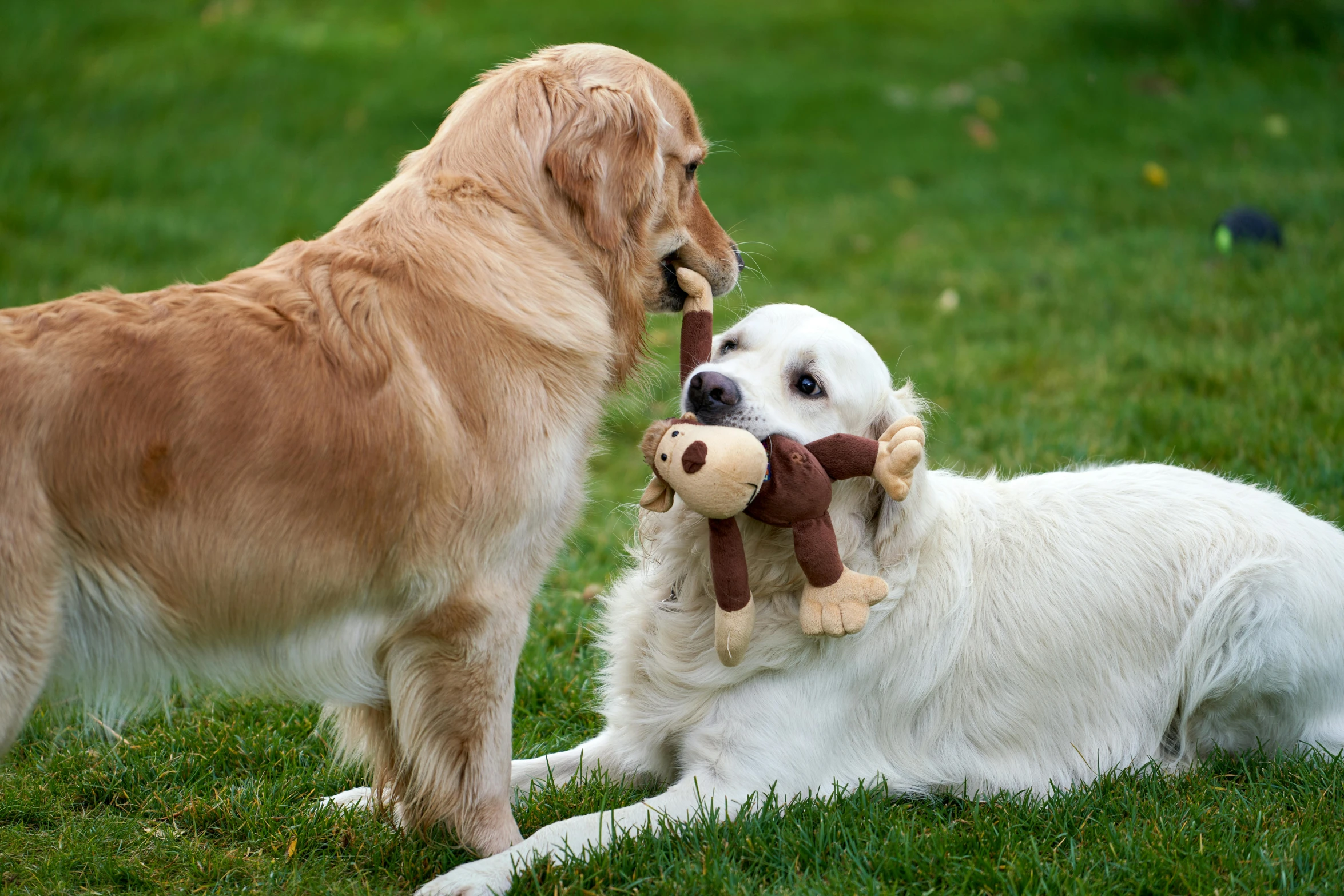 a dog holding a stuffed toy in front of its head