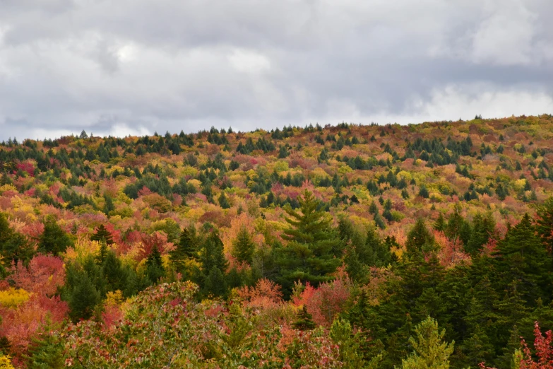 colorful autumn foliage along side a very steep hill