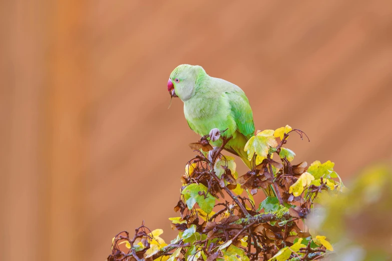 a parrot perched on top of a green tree