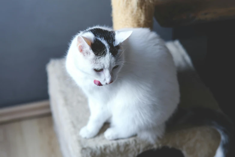 a black and white cat on a cat tree