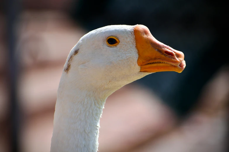 a close up picture of a duck's face