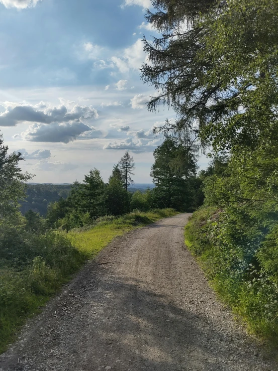 a paved path is along side an empty wooded area