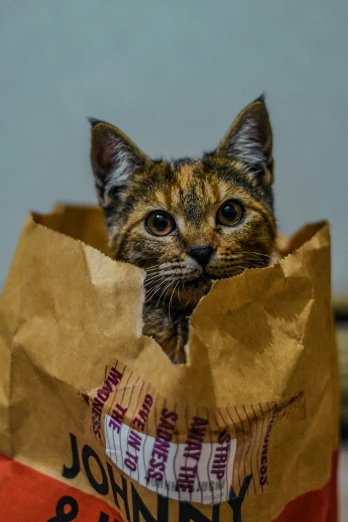 a cat inside of a brown bag with a lot of writing on it