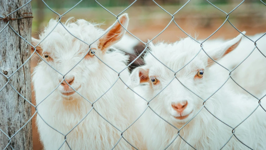 two goats look at the camera through a wire fence