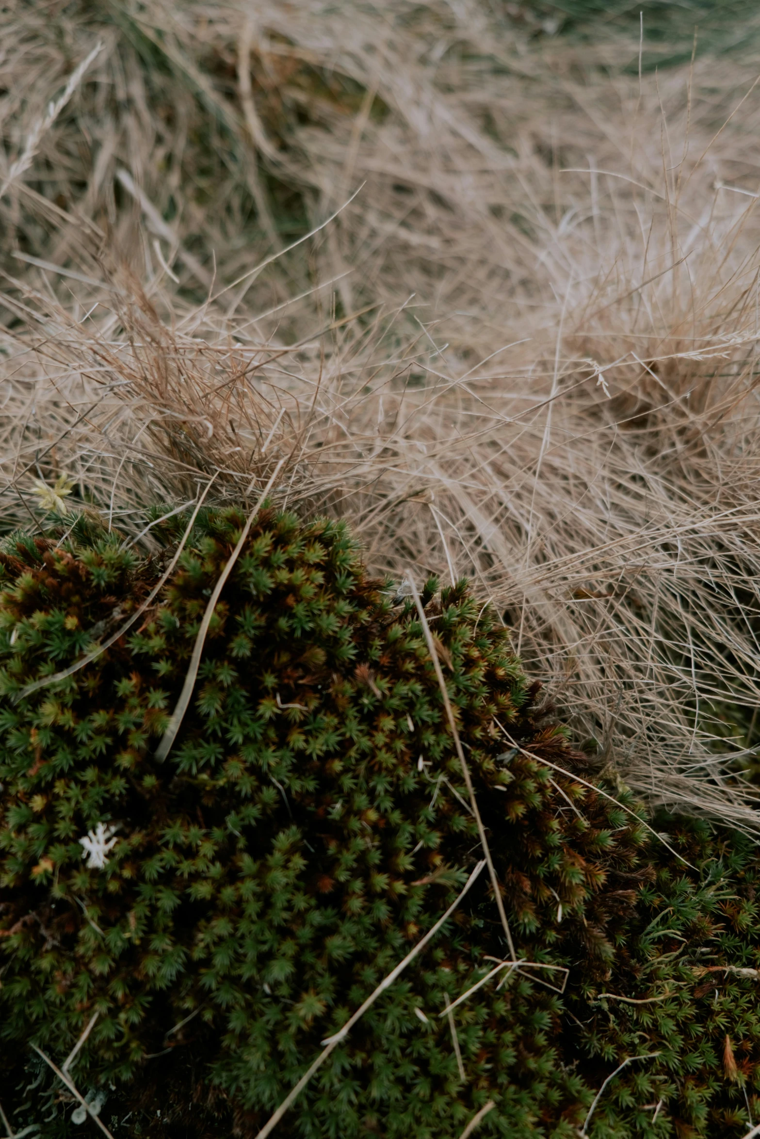 white and brown plants with many other foliage