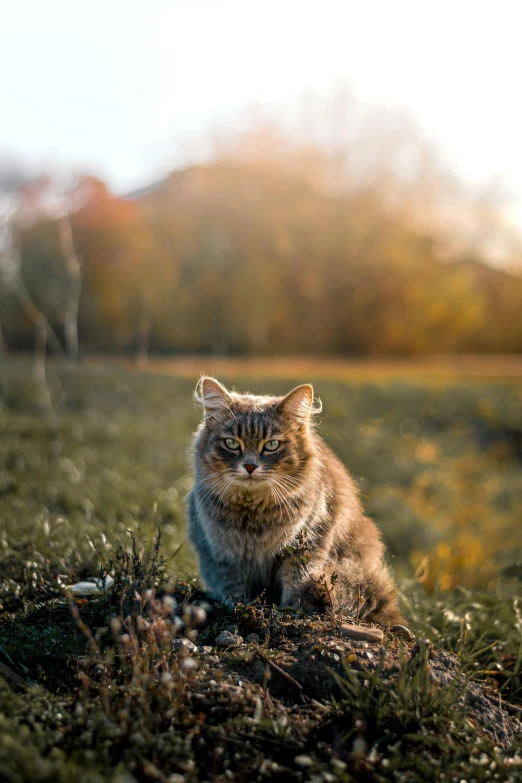 a large cat with a weird looking look sitting on the ground