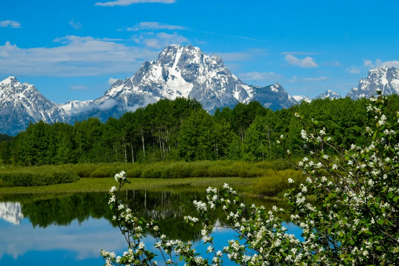 mountains rise above a pond with flowers in the foreground