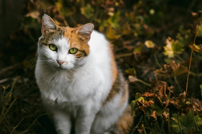 the cat has green eyes and is sitting outside