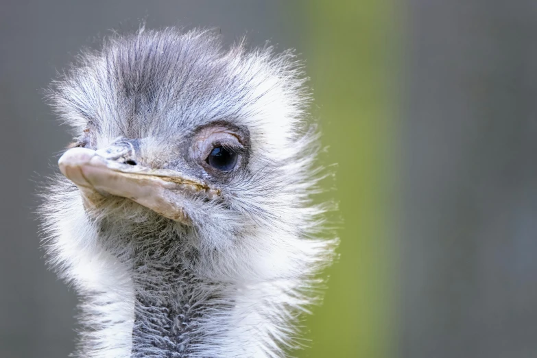 closeup view of an ostrich's head and long neck